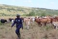 10-000-farmers-have-earned-more-than-R134-million-87-percent-from-livestock-auctions-conducted-in-their-own-villages-1.1.jpg