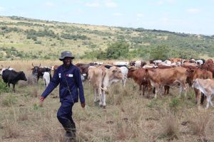 10-000-farmers-have-earned-more-than-R134-million-87-percent-from-livestock-auctions-conducted-in-their-own-villages-1.1.jpg