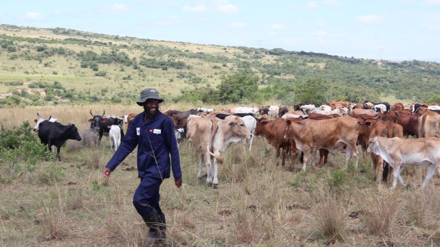 10-000-farmers-have-earned-more-than-R134-million-87-percent-from-livestock-auctions-conducted-in-their-own-villages-1.1.jpg