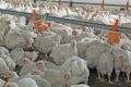 Broiler-chicken-lindi-Botha-1.jpg