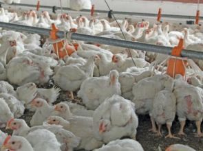 SA chicken industry surges