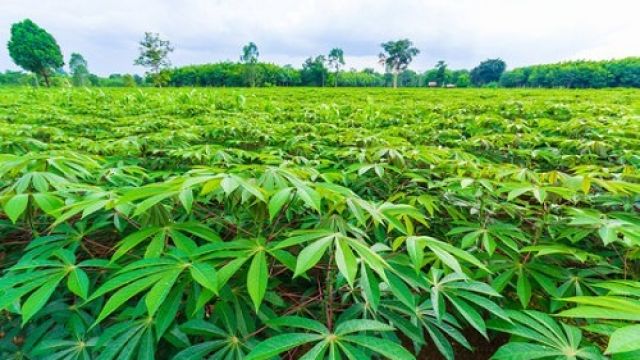 Cassava-farming.jpg
