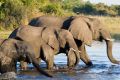 Elephants-drink-water-1.jpg