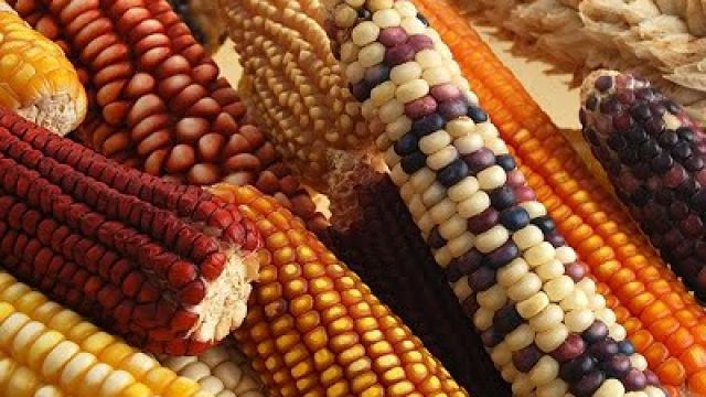 GMO-maize.jpg