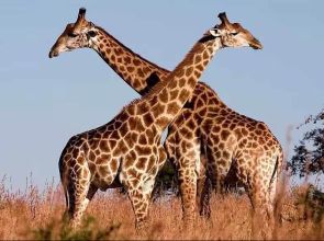 Botswana taps tech to enhance giraffe conservation