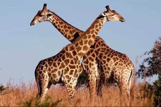 Giraffe-1.jpg
