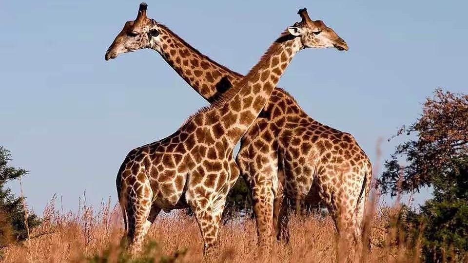 Giraffe-1.jpg
