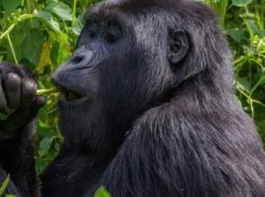 Discover the Pearl of Africa