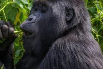Gorilla-in-Rwanda.jpg