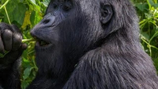 Gorilla-in-Rwanda.jpg