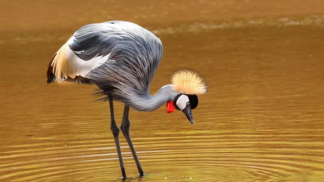 Grey-Crowned-Crane-on-the-Mpambanyoni-Estuary-1.jpg