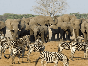 Kruger centenary celebrated