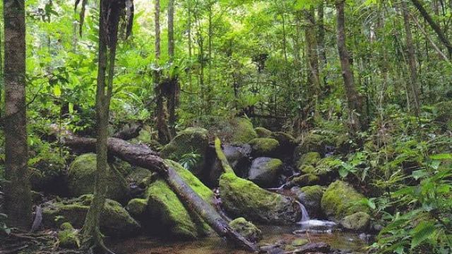 Rainforests-of-the-Atsinanana.jpg