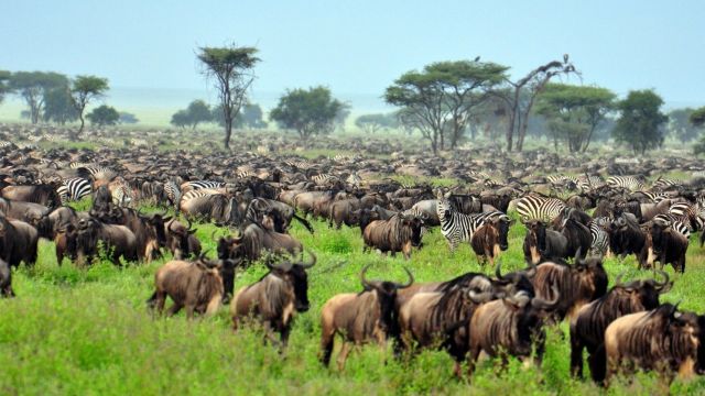 Serengeti-migration-Tanzania.jpg