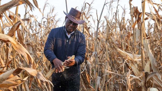 Zambian-President-Hakainde-Hichilema-praises-farmers-after-recording-5-million-tonne-maize-bumper-harvest.jpg